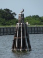 Pillar Pelican