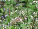 Butterfly in the Garden