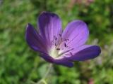 Vibrant Violet Flower