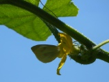 Butterfly on a Vine