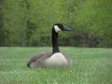 Lawn Goose