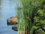 Cattails by the River