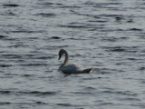 Swan on the Charles