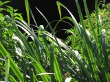 Curving Grasses