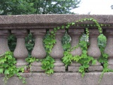 Ivy and Columns