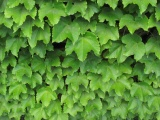 Blanket of Ivy