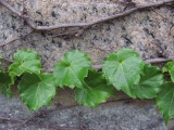 Ivy on a Stone Wall