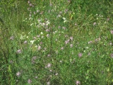 Kendal Green Wildflowers