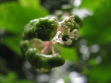 Knotweed Flower