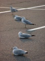 Five Seagulls