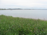 Flowers at Pleasure Bay