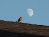 Robin and the Moon