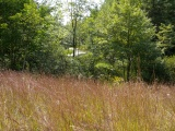 Grasses and Trees