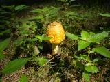 Golden Mushroom