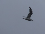 Storm Flight