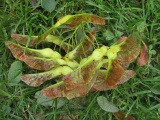 Winged Seedpods