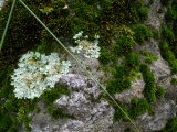Tiny Moss Garden