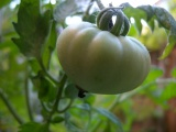 Unripe Tomato