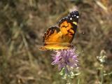 Orange Butterfly, Purple Flower