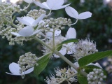 Detail of a Flowering Shrub