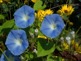 Three Morning Glories