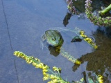 Frog with Flowers