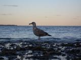 Seagull at the Oceans Edge