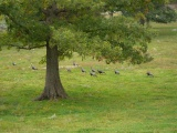 Lawn Turkeys