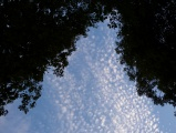 Trees and Clouds Above