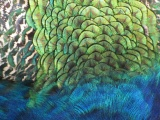 Peacock Detail