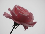 Rose in the Rain