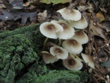 Mushroom Cluster