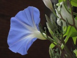 Luminous Morning Glory