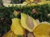 Golden Leaves on Moss