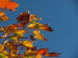 Brilliant Leaves at Belmont