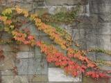 Wave of Autumn Vines