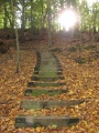 Forest Stairway