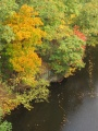 River of Leaves