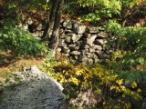 Forest Wall