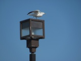 Seagull Departure