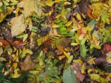 Fallen Leaves