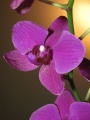 Fuscia Orchid
