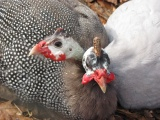 Snuggling Guinea Hens