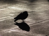 Pigeon and Shadow