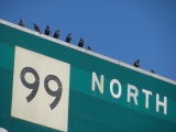 99 North