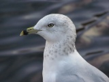 Regal Seagull