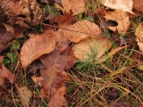 Baby Tree amid Autumn Leaves