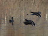 Mallard Flight