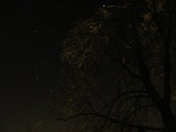 Orion and Winter Trees