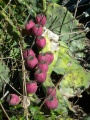 Cactus Fruit